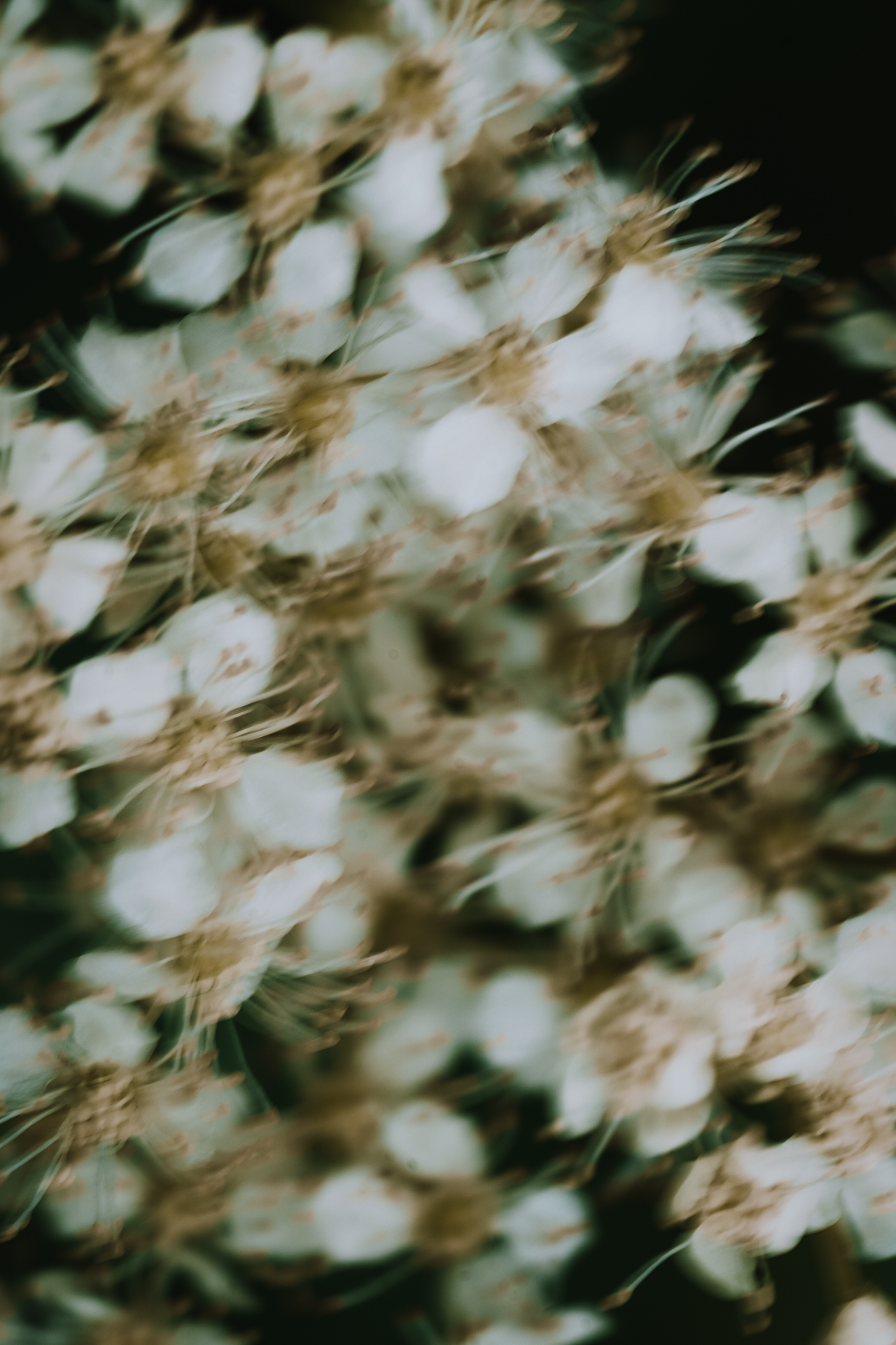 Eine Nahaufnahme von weissen Blumen